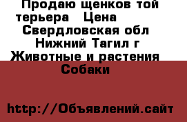 Продаю щенков той-терьера › Цена ­ 4 500 - Свердловская обл., Нижний Тагил г. Животные и растения » Собаки   
